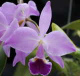 Cattleya jenmanii Concolor X ÔCanaimaÕs SegundaÕ Orchid Seedling Orchids