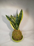 1 SMALL PALM SIZE  SNAKE PLANT KOKEDAMA Green Plant