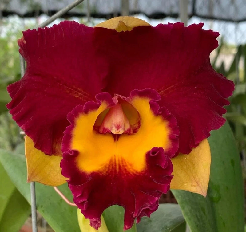 Red and yellow ruffled orchid bloom with frilly petals and dark center
