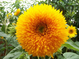 25+ GIANT TEDDY BEAR SUNFLOWER SEEDS - 7+ FEET TALL -- BEE'S HUMMINGBIRD - FRESH Garden Plants
