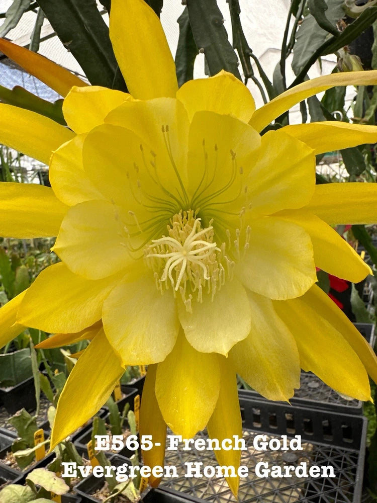 Yellow epiphyllum orchid cactus flower in 4-inch starter pot, with green stems