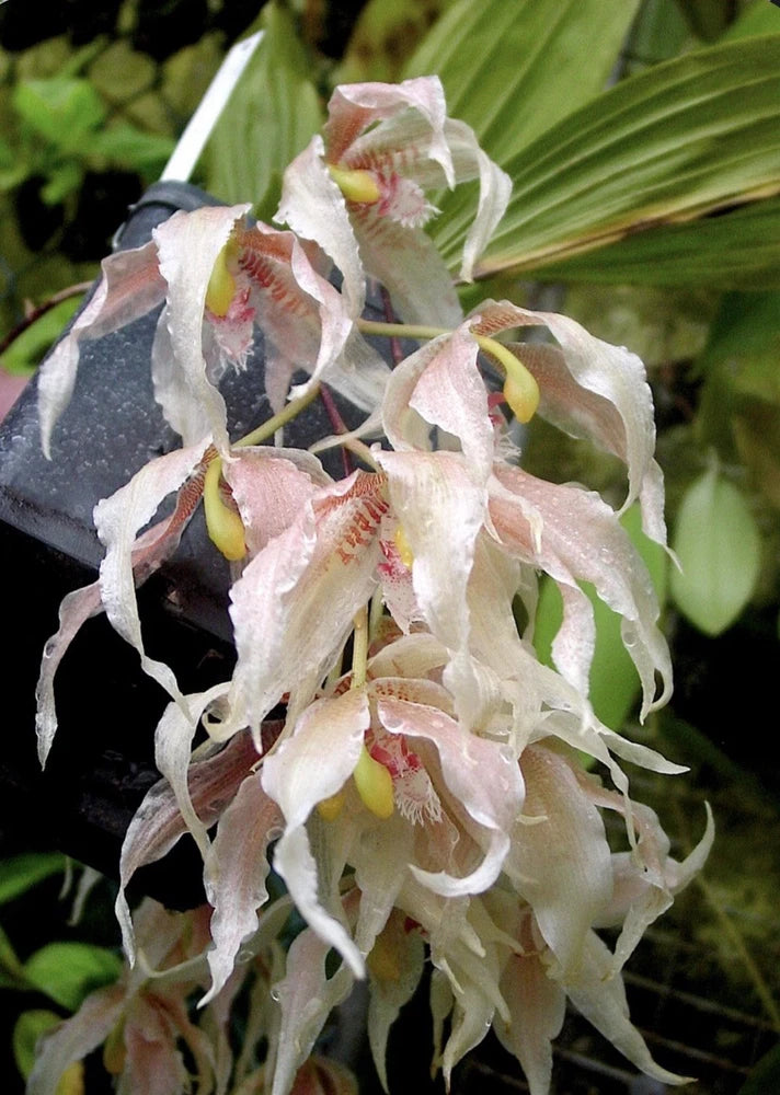 Pendulous orchid blooms in pale pink and cream with yellow-green centers