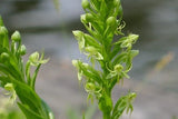 Waterspider False Reinorchid Seeds (Habenaria repens) _ 200 Seeds Orchids