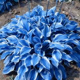 Mixed Color Perennial Hosta Seeds - 200+ Packets for Shade Gardens Garden Plants