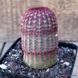D284 ECHINOCEREUS RIGIDISSIMUS RUBRISPINUS pot9-H9-W5 cm MaMa Cactus Green Plant