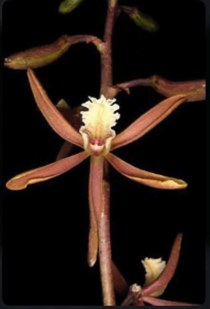 Pink and orange orchid with white center on long spike, close-up flower