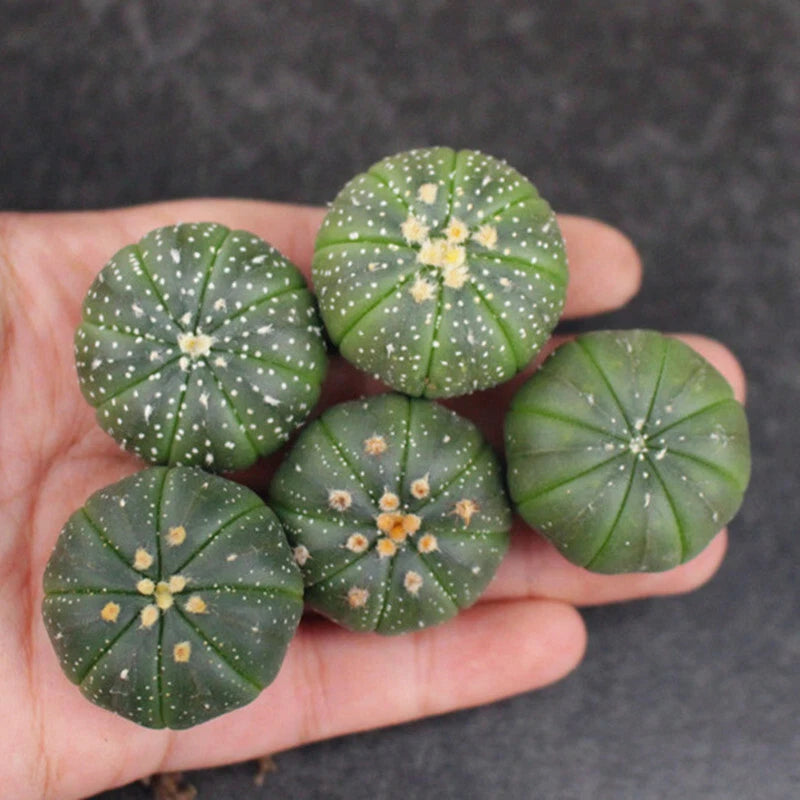 5pcs 3-4cm Cactus Succulent Plants Astrophytum Asterias Garden Beautiful Plants Garden Plants