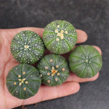 5pcs 3-4cm Cactus Succulent Plants Astrophytum Asterias Garden Beautiful Plants Garden Plants