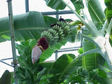 Musa - 'Gran Nain' - Banana Tree - Live Plant Green Plant