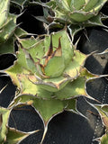 Agave Titanota Hades RareAgave Beautiful Plant Garden DŽcor Boutique 10-11cm Garden Plants