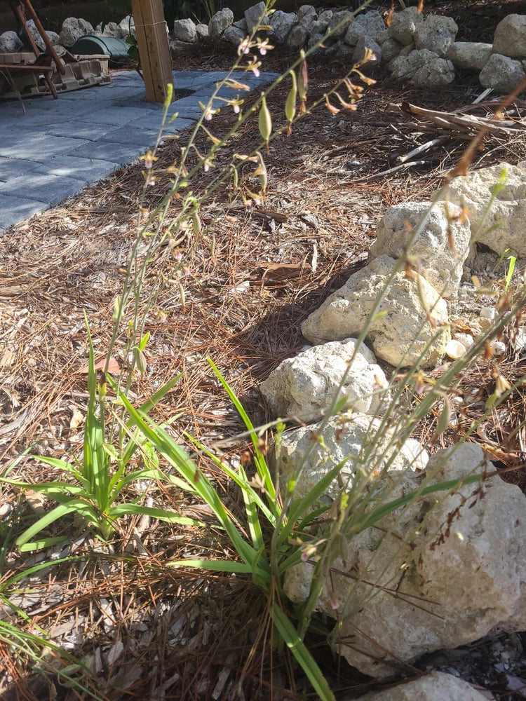 Mini ground orchid plants in rocky bed with green leaves and yellow blossoms