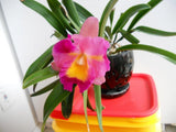 (705-1) Otaara Hwa Yuan Bay 'She Shu'         young plant Orchids