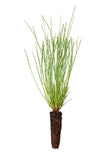 200 Longleaf pine tree plug seedlings Green Plant