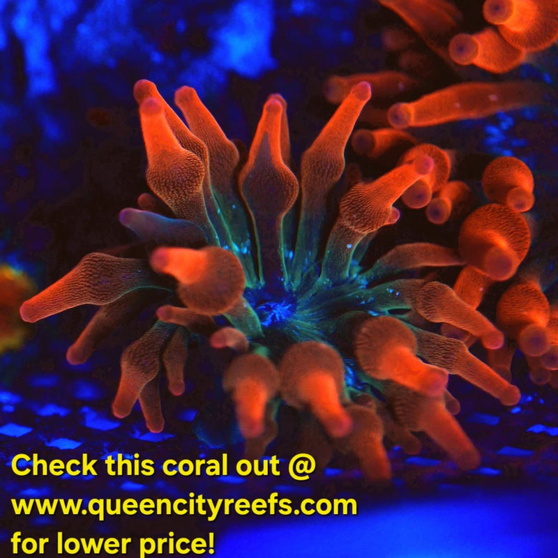WYSIWYG - ECC Nexus Burst Bubble Tip Anemone - Live Invertebrate Anemone