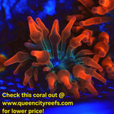WYSIWYG - ECC Nexus Burst Bubble Tip Anemone - Live Invertebrate Anemone