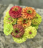 100+ Queen Lime Mix Zinnia Seeds for Garden Planting - USA - FREE SHIPPING! Garden Plants