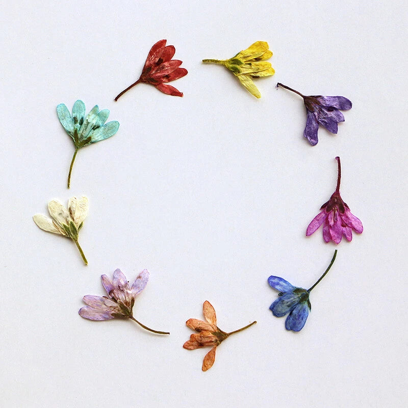 Pressed tiny flowers, multicolor dried floral craft set (12 pieces)