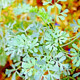 RUE 300+ SEEDS INSECT PEST REPELLENT SPRING HEIRLOOM HERBS FLEA MEDICINAL USA Garden Plants