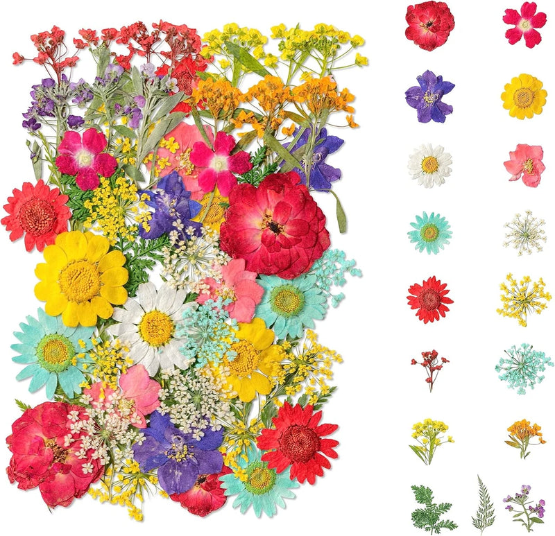 Pressed dried flowers assortment with multicolor flat blooms, mixed sizes