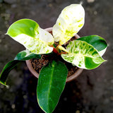 Philodendron Moonlight Variegated Ornamental Plant Green Plant