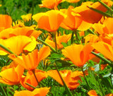 Orange California Poppy Seeds 300+ Flower Garden Eschscholzia USA FREE SHIPPING Garden Plants