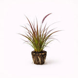 PLANT NOOK Red Fountain Grass Live Plant Starter Plug 2-Pack | Burgundy Purple Pampas Grass