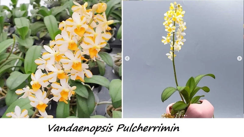 Orchid plant with yellow and white blossoms and green leaves