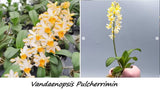 Vdnps Pulcherrimin Orchids