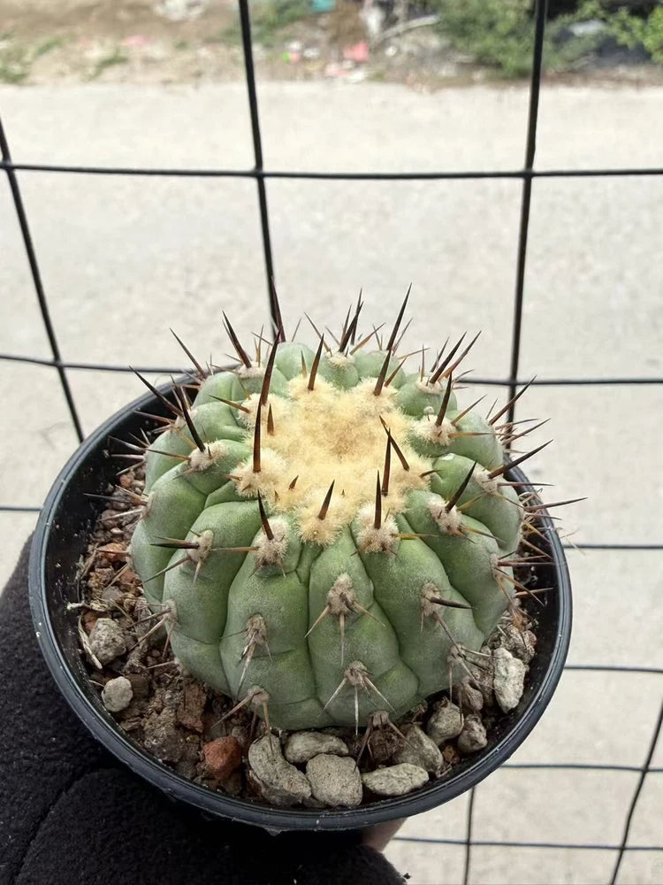 Copiapoa cinerea cactus in small pot, spherical stem with short sharp spines