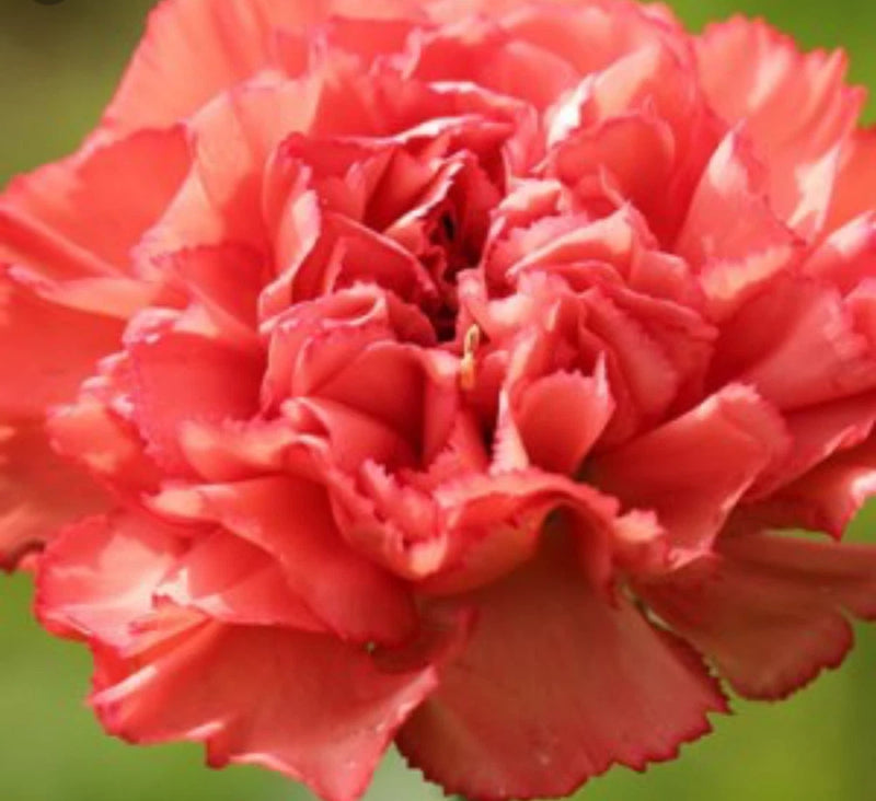 Pink carnation flowers bouquet, close-up