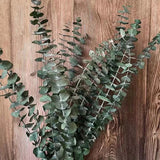 Eucalyptus Leaves Dried Natural Fresh Forever Eucalyptus Branches  Dry Preserved Dried Flower