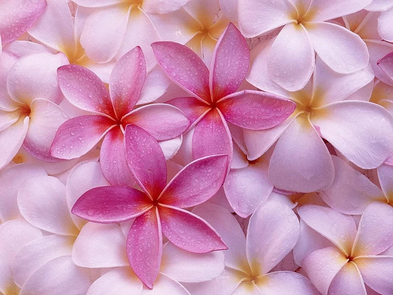 Pink plumeria flowers with five petals and yellow centers, close-up.