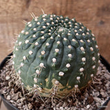 D7862 GYMNOCALYCIUM VIEDTZIANUM pot18-H12-W13 cm MaMa Cactus Green Plant