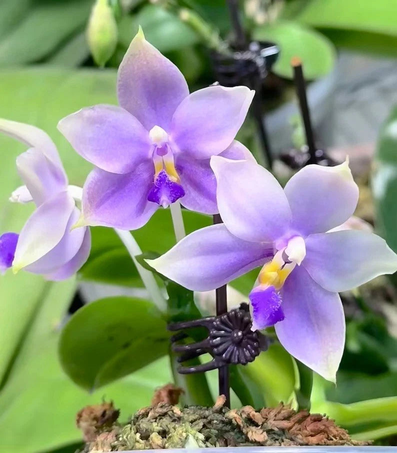 Orchid plant with pale lavender and white five-petal flowers and blue-purple centers