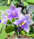 In spike! Phal. Germaine Vincent (M625), rare and jasmine fragrance Orchids