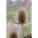 6 stems of dried Teasel, great for crafts flower arrangement weddings, fall deco Dried Flower