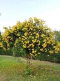 Yellow Bells Tecoma Stans -  (1,000 Seeds + Detailed Growing Guide) Flowering Plants