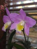 Hawkinsara Sadie Rainn Orchid Orchids