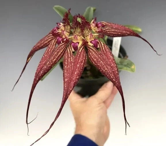 Maroon-red orchid flower with fringed petals and long trailing filaments