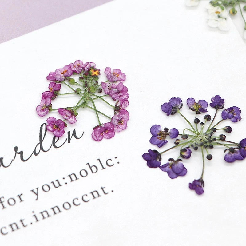 Pressed daffodil flowers, purple dried petals on stems, craft supply set