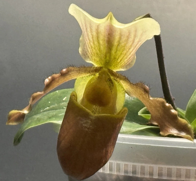 Blooming slipper orchid flower with yellow-green petals and brown pouch lip