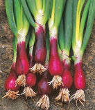 Red Beard Bunching Onion Seeds (250) Organic Garden Plants Crops - Free Shipping Garden Plants
