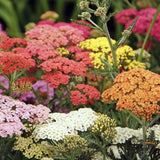 100+ Yarrow  COLORADO Mix Seeds | Perennial Wildflower Xeriscaping Non-GMO USA Garden Plants