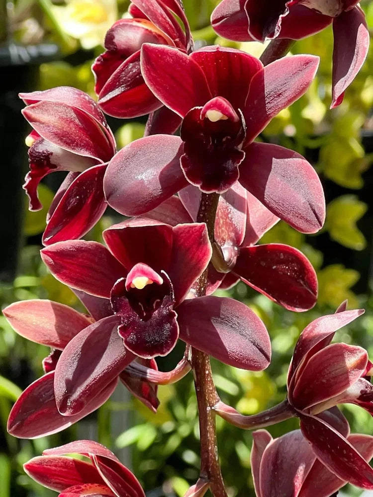 Cymbidium orchid with red and burgundy petals and dark flower centers