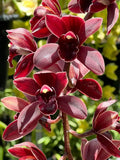 Cymbidium Cym. Cali Night 'Geyserland' HCC/AOS - 5" Pot Orchids