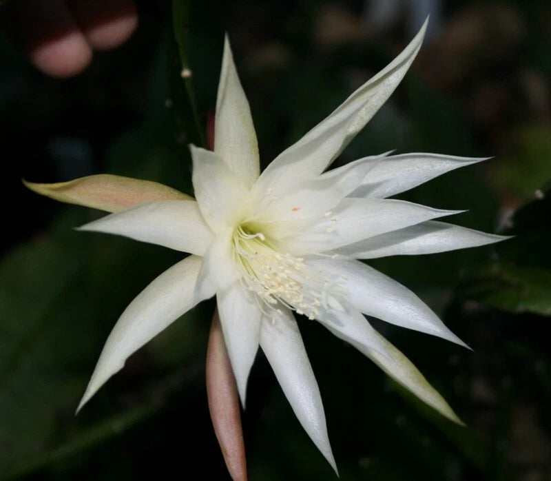 White orchid cactus flower with long pointed petals and pale yellow center