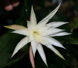 Epiphyllum, Orchid Cactus, " BUTTER TAFFY ", Don's Quart pots FEB/3 Orchids