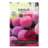 Sow Right Seeds - Pompon Dahlia for Planting - Annual Non-GMO Mix Flowering Plants