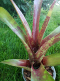 Neoreglia Variegated Bromeliad 14"-15" Orchids
