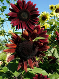50 CHOCOLATE CHERRY SUN FLOWER  FRESH HARVEST FOR GARDENS Sunflower